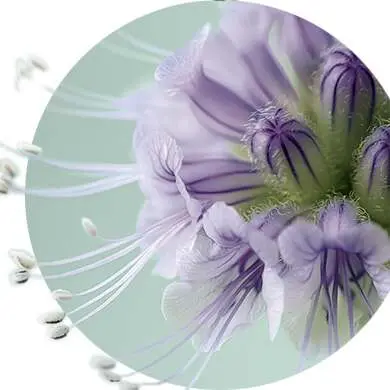 Фото растительного компонента