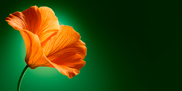 Изображение сертификата