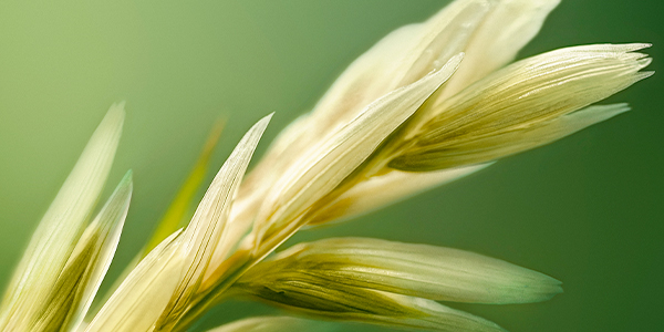 Изображение сертификата