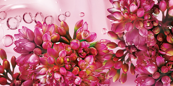 Изображение сертификата