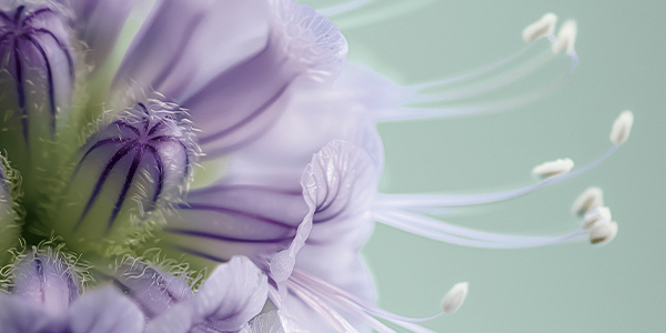 Изображение сертификата