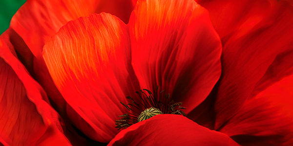 Изображение сертификата