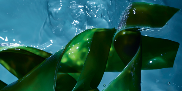 Изображение сертификата