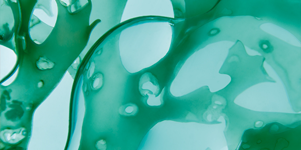 Изображение сертификата