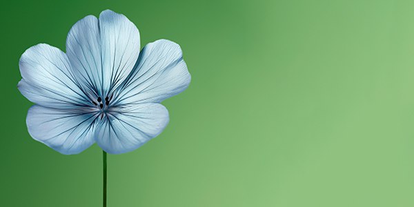 Изображение сертификата